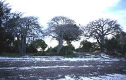 DIANIB07.jpg